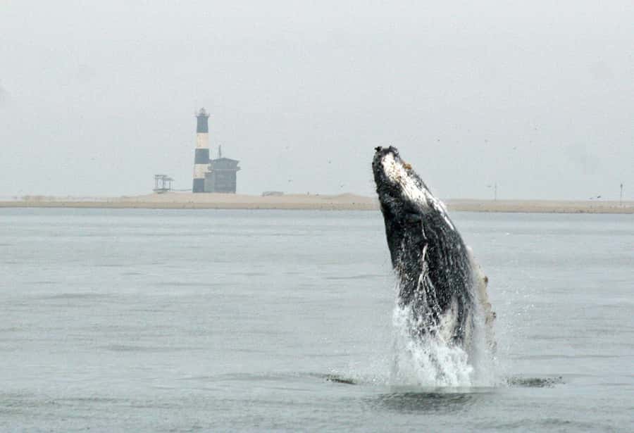 Walvis Bay: Marine Big 5 Luxury Catamaran Tour - Around Pelican Point and out to open sea