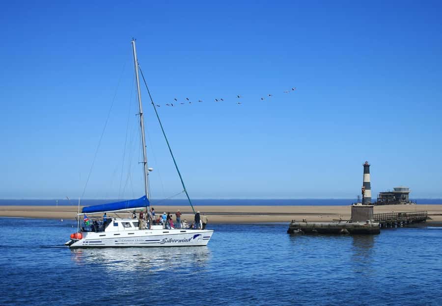 Walvis Bay: Marine Big 5 Luxury Catamaran Tour - The unusual appeal of mola mola and leatherback turtles