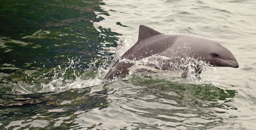 Walvis Bay: Marine Big 5 Luxury Catamaran Tour - Oysters, sparkling wine, and lunch at sea