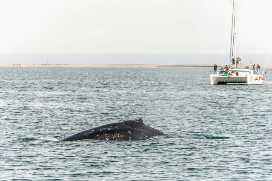 Walvis Bay: Marine Big 5 Luxury Catamaran Tour - What to bring and who should book