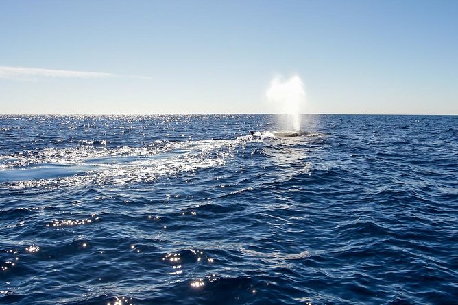 Whale Watching in Cabo San Lucas on board our Luxury Trimaran! - Why Cabo is a good place for a whale cruise