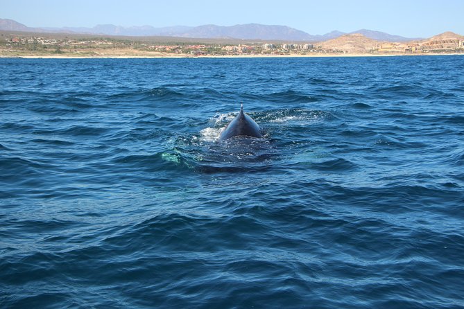 Whale Watching in Cabo San Lucas on board our Luxury Trimaran! - Guides, captain, and the personal touch