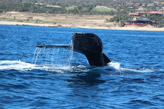 Whale Watching in Cabo San Lucas on board our Luxury Trimaran! - A small boat with a better view
