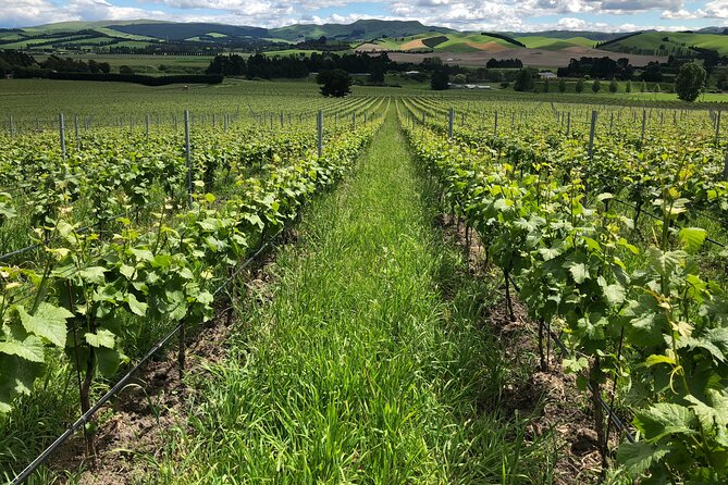 Wine trail and Christchurch City - Luxury, Small Group Tour - Port Hills views over the city and harbor